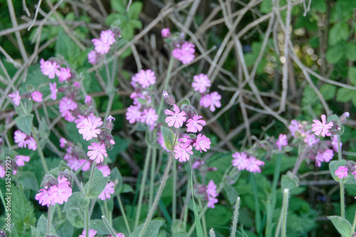 fleurs violettes de Silene dioica ou le compagnon rouge - France 