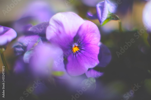 close up of purple pansy flower