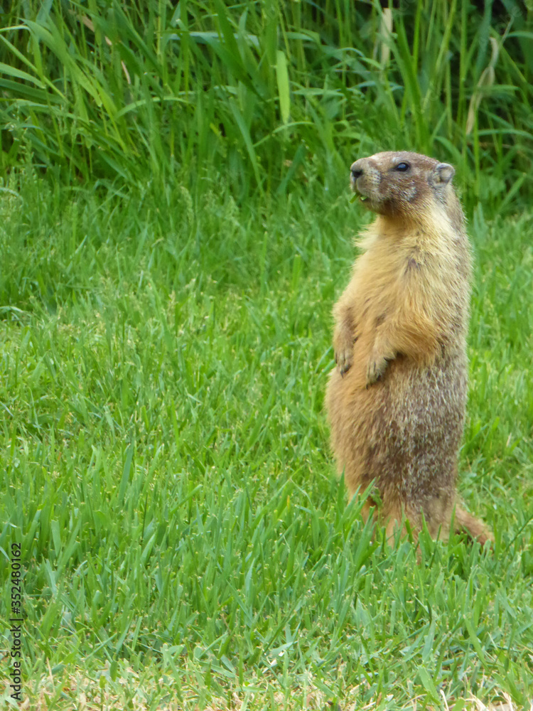 Murmeltier macht Männchen