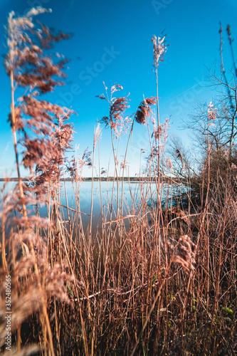 Mauvaise herbe sur un lac