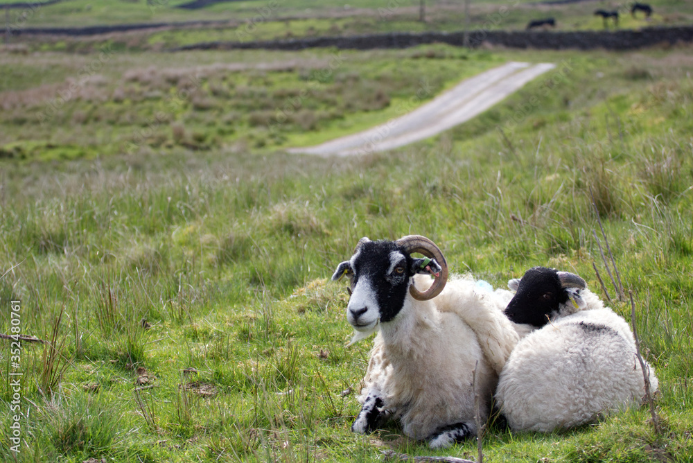 mother sheep and her lamb sitting together Yorkshire Dales mother sheep and her lamb sitting together Yorkshire Dales