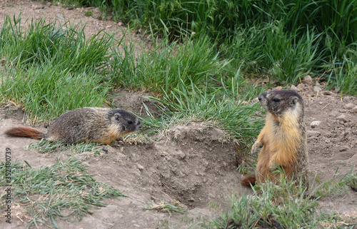 Murmeltiere in Kanada photo