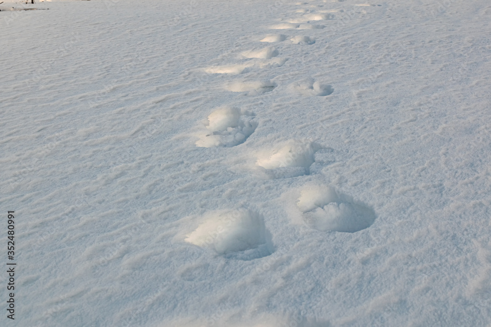 Footprints on the winter carpet , on the white snow, on the layer of frozen crystal coating Footprints on the winter carpet , on the white snow, on the layer of frozen crystal coating