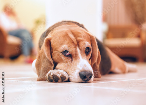 Sad beagle on floor after training. Beagle with sad opened eyes indoors. Beautiful animal background.