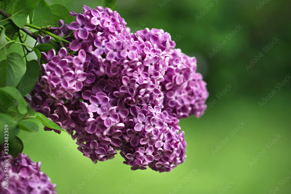 Spring lilac flower, blossoming bunch Spring lilac flower, blossoming bunch