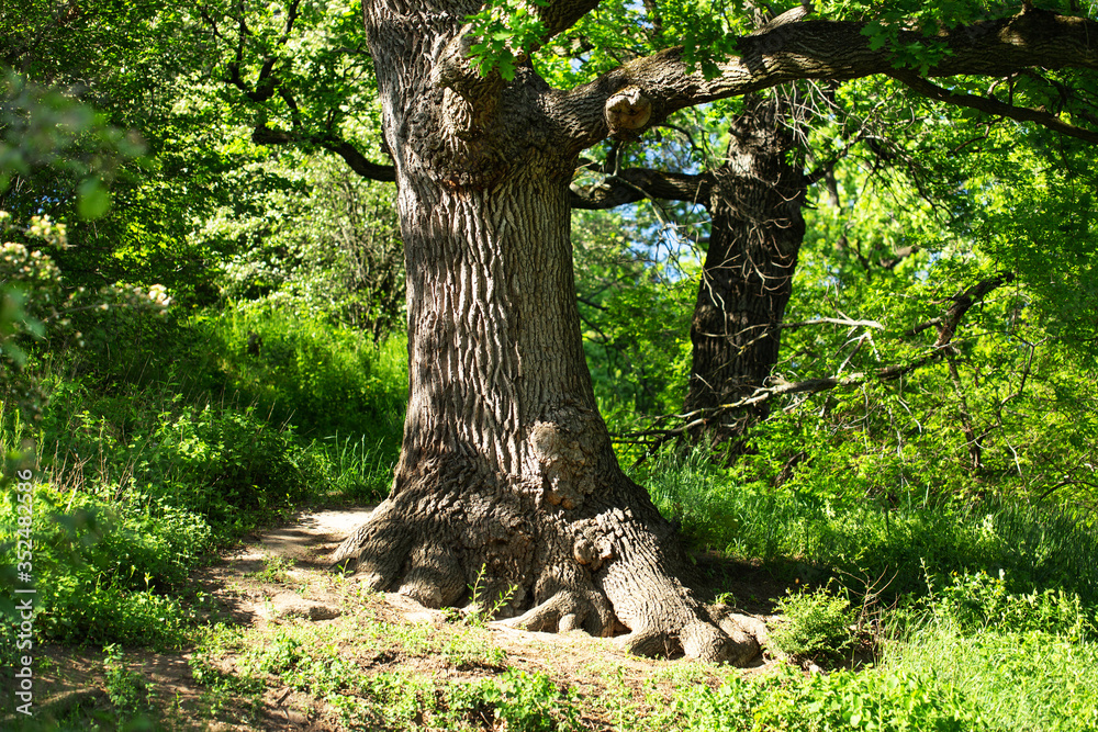 Oak trunk, old stem tree