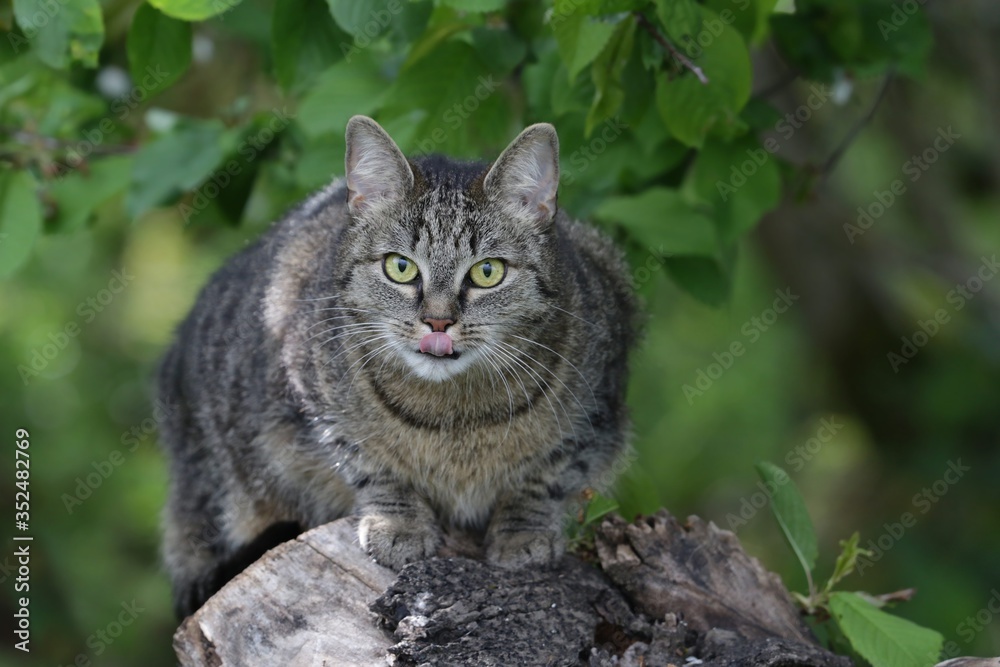 beautiful tabby cat sitting on the stump. Domestic cat in the garden. Felis silvestris catus. 