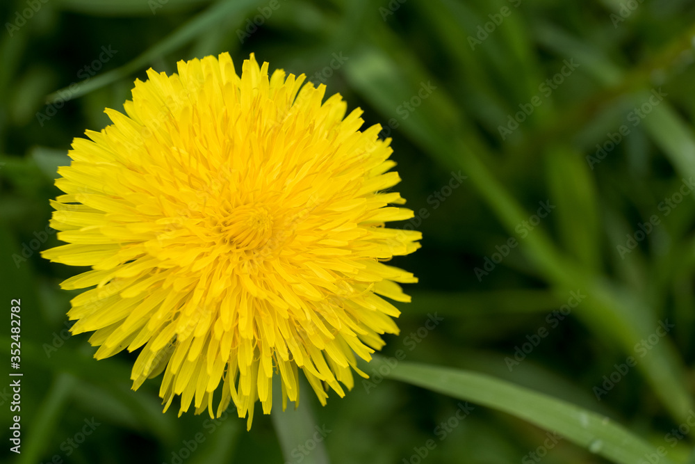Yellow dandelion flower against a green grass background. Macro. Yellow dandelion flower against a green grass background. Macro.