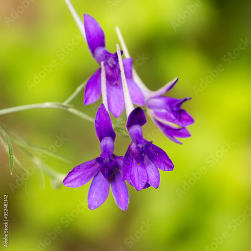 Consolida regalis, forking larkspur, rocket-larkspur, and field larkspur purple flowers used in non-traditional medicine in medow. Natural background with beautiful blue flower