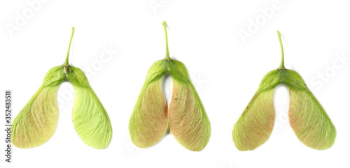 Maple tree, acer pseudoplatanus, seeds set and collection isolated on white background, top view