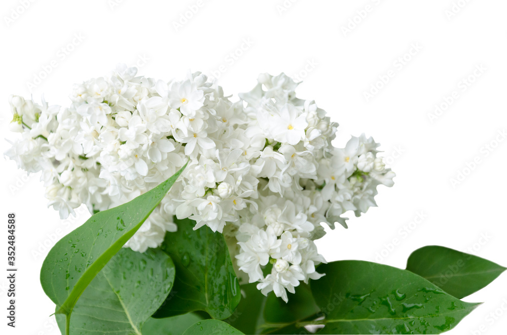 Fototapeta premium A branch of blooming white lilac