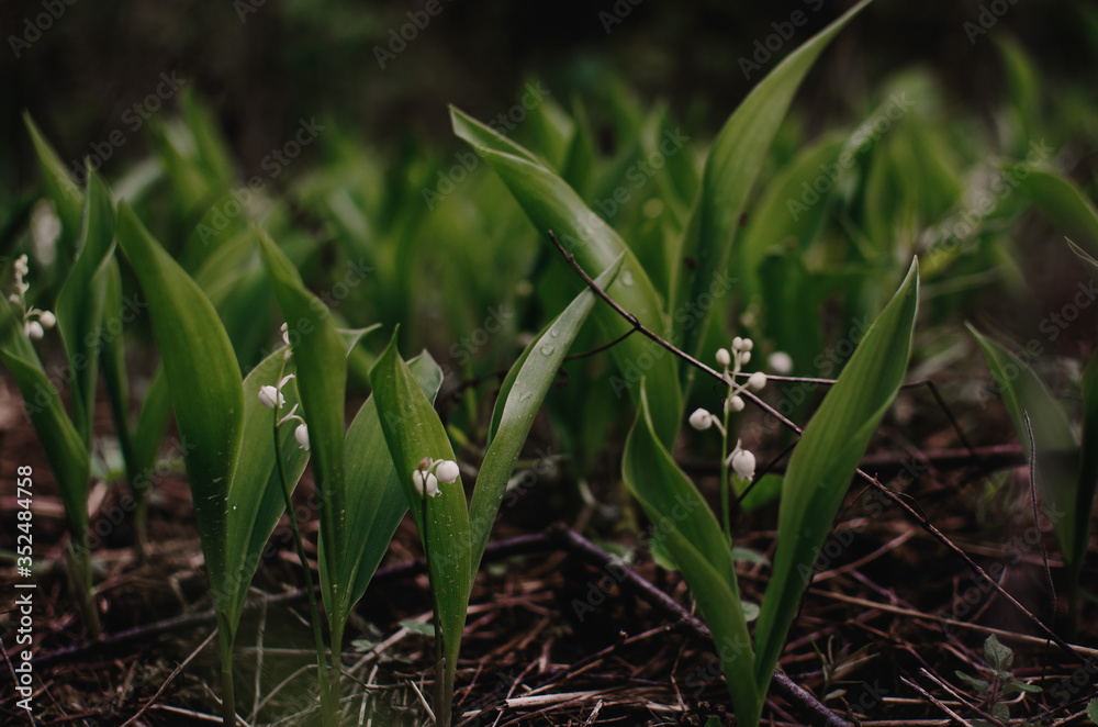 blooming lilies of the valley in the forest blooming lilies of the valley in the forest