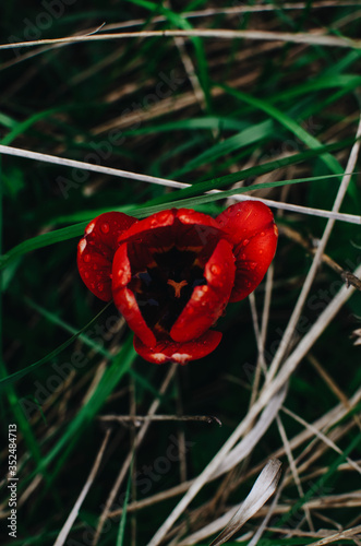 red Tulip after rain