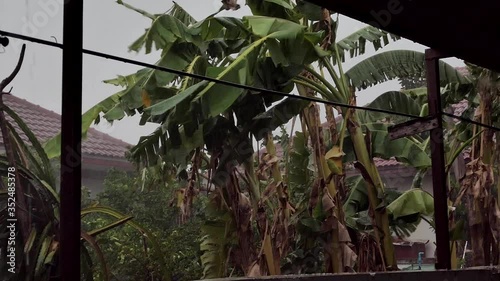 The rain storm shook the banana tree.