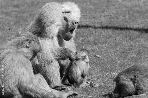A Baboon family get together.