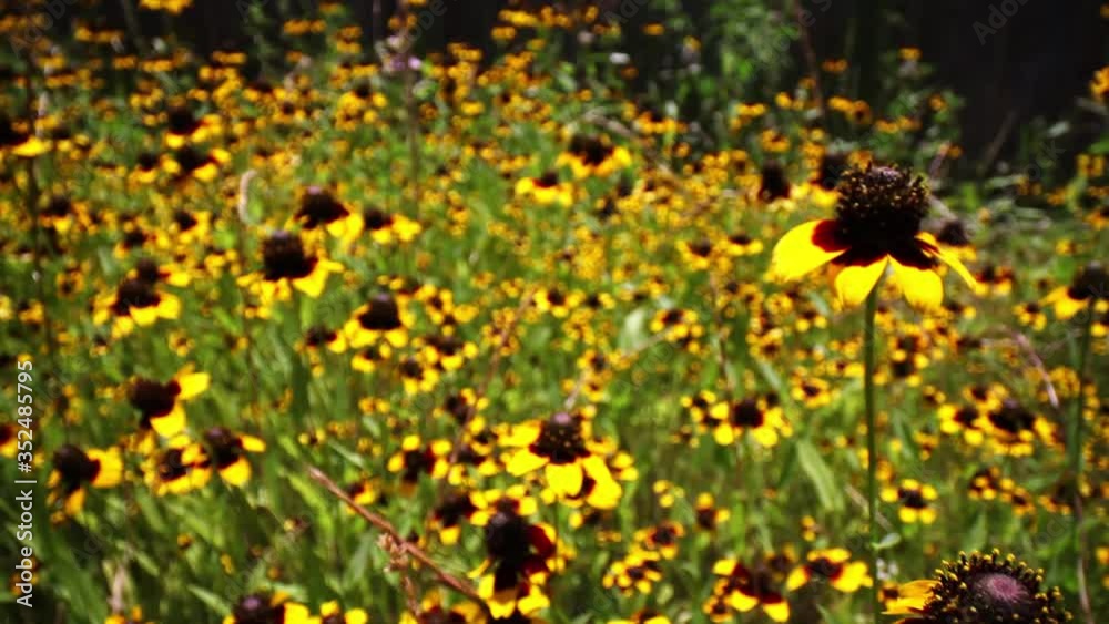 Wide angle macro of a cluster of clasping cone flowers. Focus is highly magnified to show details on the flowers closet to the lens on the right hand side. Wide angle macro of a cluster of clasping cone flowers. Focus is highly magnified to show details on the flowers closet to the lens on the right hand side.