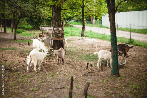 small goats and sheep grazing in a meadow 