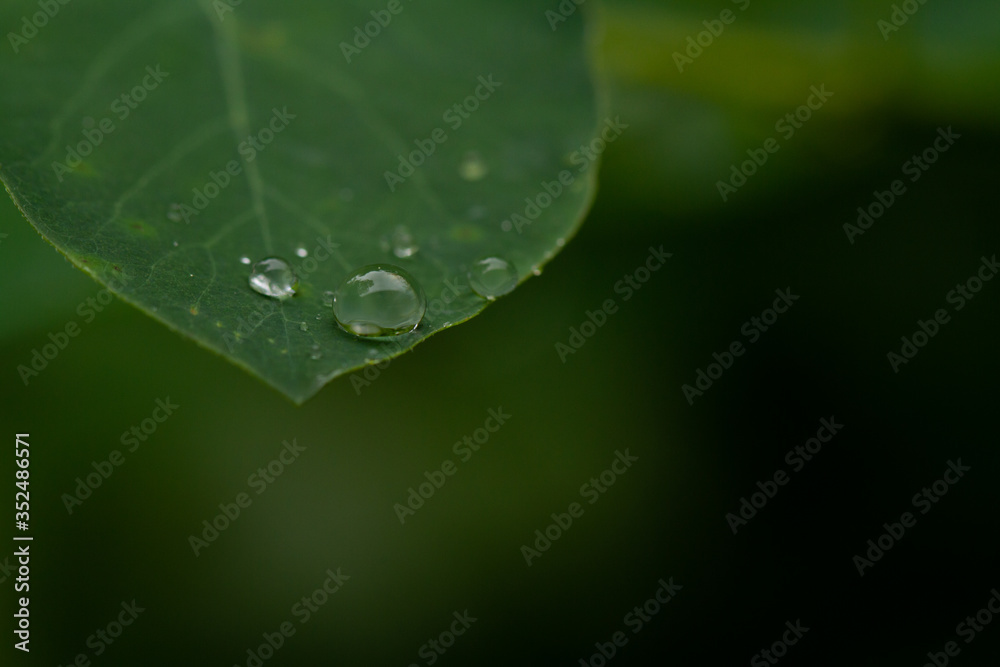 water drops on green leaf