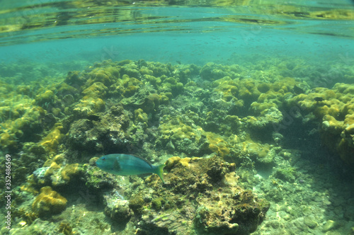 Fototapeta Naklejka Na Ścianę i Meble -  underwater coral reef caribbean sea Venezuela