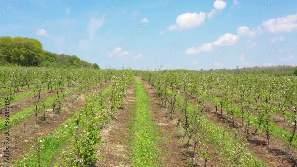 Among blossom dwarf trees in fruit orchard Among blossom dwarf trees in fruit orchard
