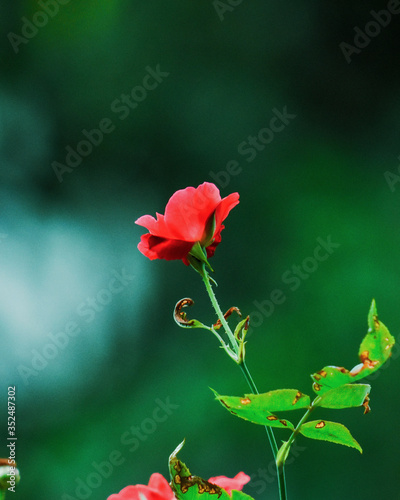 red rose on green background