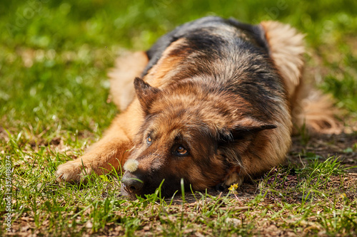 German Shepherd. A very cute beautiful thoroughbred dog of brown with black color is resting in the park in spring. Animal photography for veterinary clinic websites, magazines and blogs.