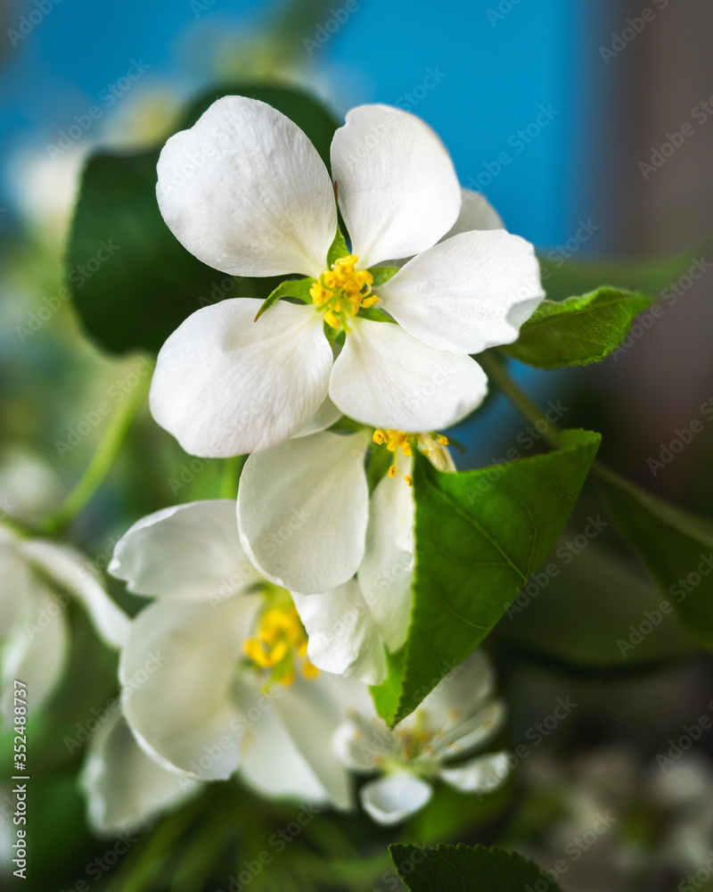 Fototapeta premium Sprig of a blossoming apple tree of white color