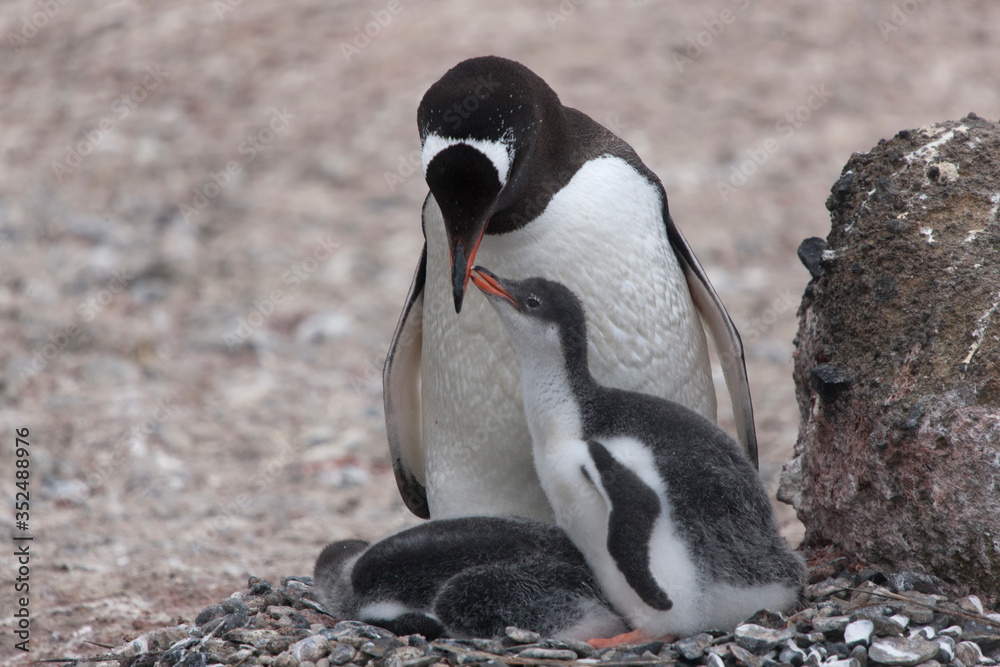 Fototapeta premium Antarctic subantarctic penguin with chick close up on a cloudy winter day