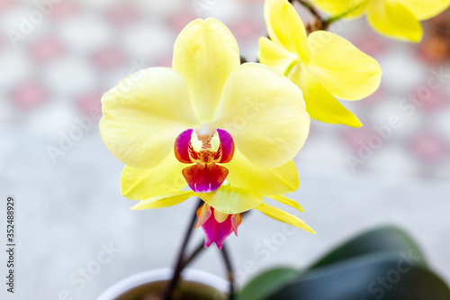 Yellow Lime Light orchid growing in po photo