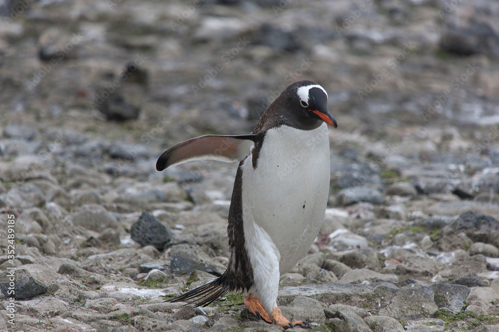 Fototapeta premium Antarctic subantarctic penguin close up on a sunny winter day