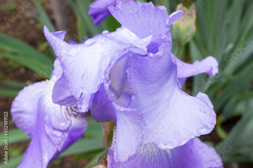 Delicate blue iris with wavy edges. Other names are Kasatik or Cockerel (lat. Iris). Iris big bill (big Bill). It has raindrops on it. Large dew. photo