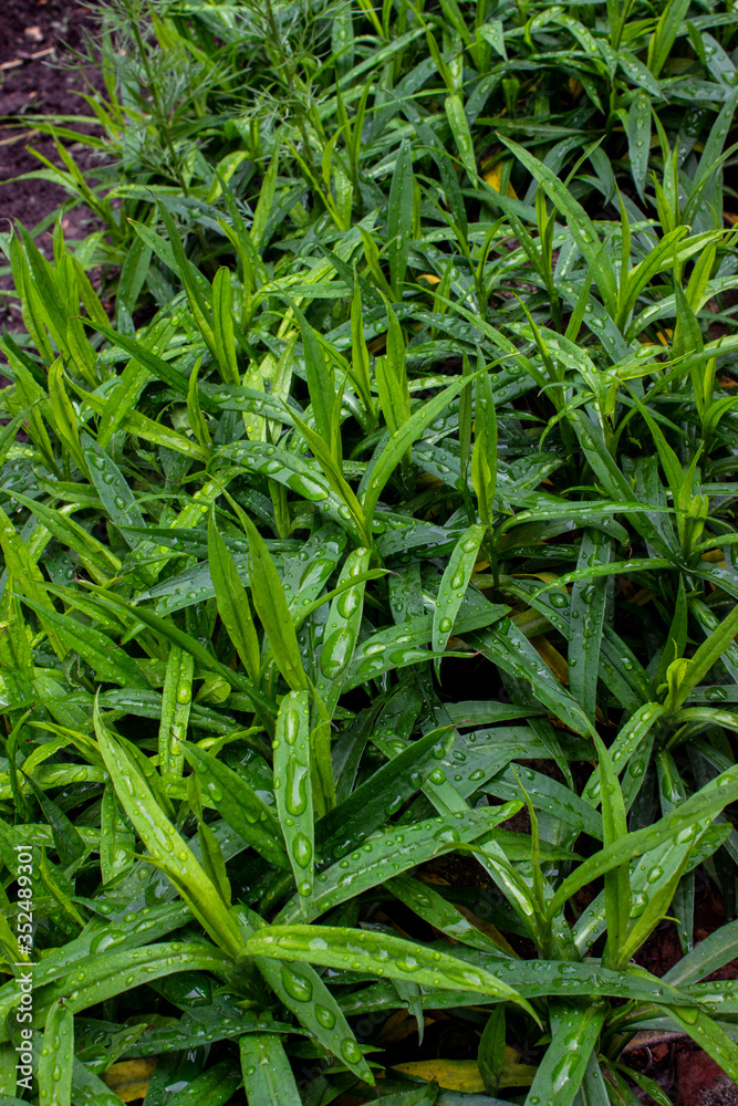 Spring green herb. Drops of dew after a rain. The leaves are elongated and sharp. Pattern.