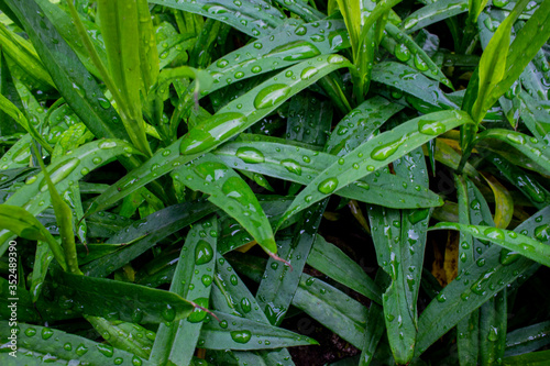 Spring green herb. Drops of dew after a rain. The leaves are elongated and sharp. Pattern.