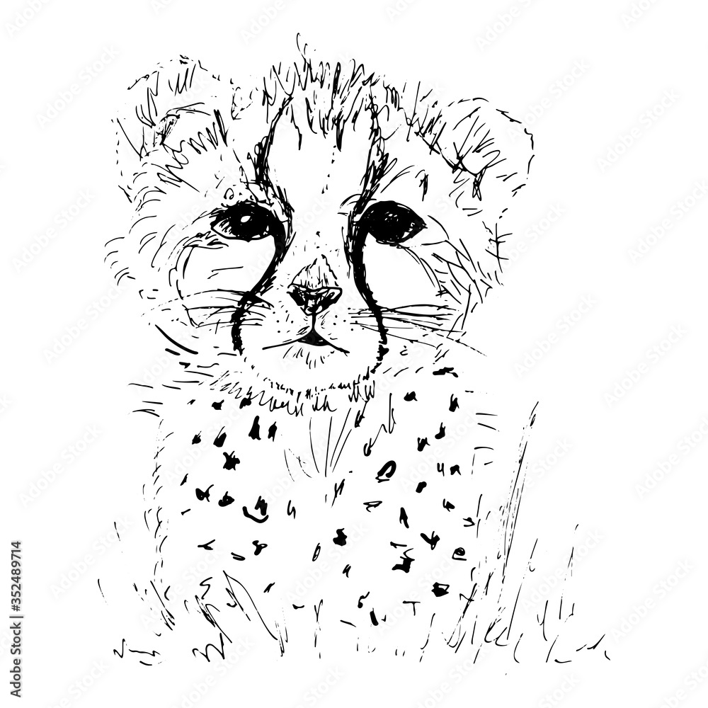 Cheetah baby vector illustration. Sketch drawing of a wild leopard or  jaguar in black ink on white background. Векторный объект Stock | Adobe  Stock