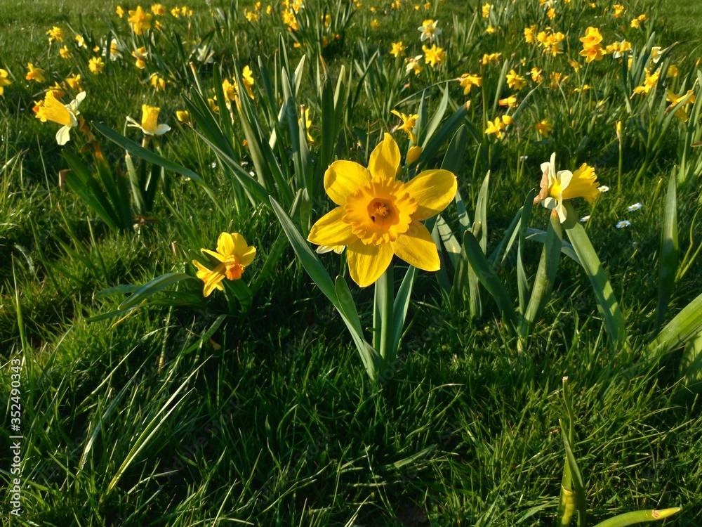 Fototapeta premium Daffodils