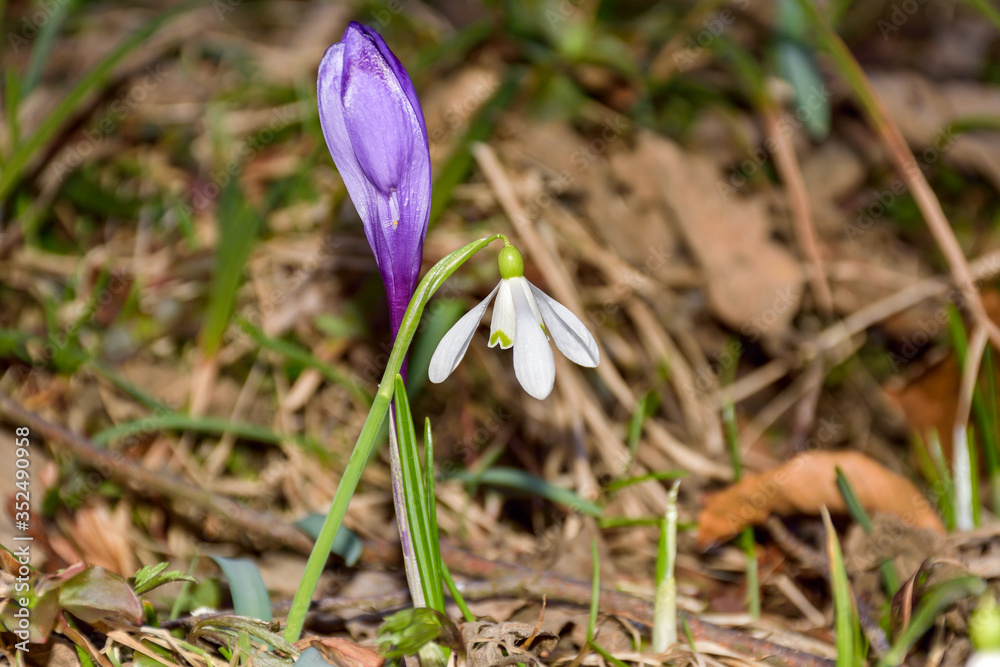 Snowdrop or common snowdrop (Galanthus nivalis) flowers Snowdrop or common snowdrop (Galanthus nivalis) flowers