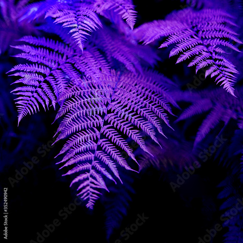 Beautiful fern leaves in Ultra Violet