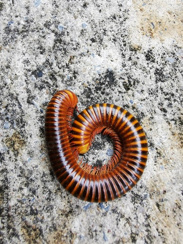 close up of a caterpillar