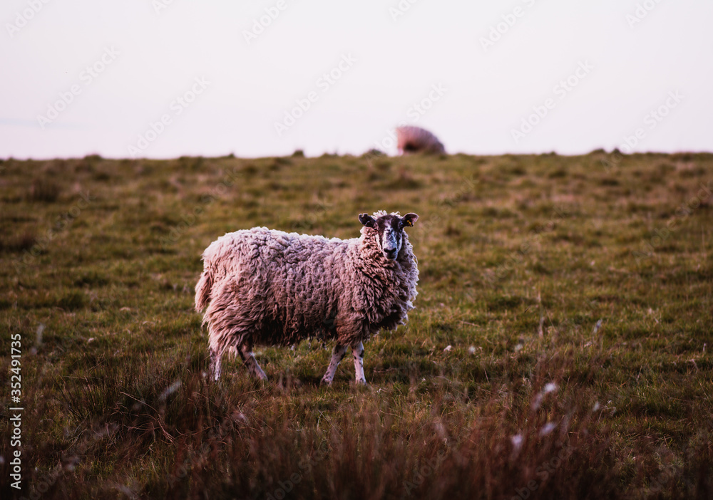 Fototapeta premium sheep in a meadow