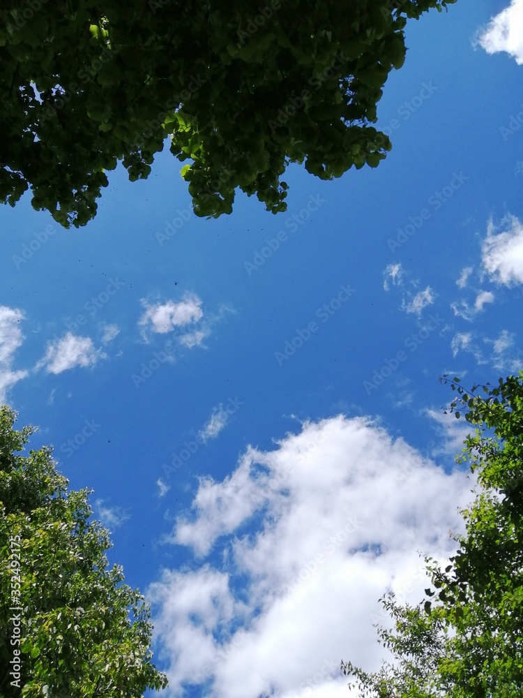 Green tree branches on a background of bright sky and clouds. There is a place for text, copy space. Background, postcard, frame.