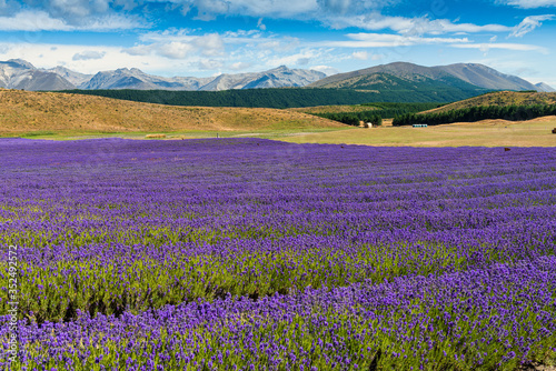 Lavender Fields just outside the town of Twizel in New Zealand 