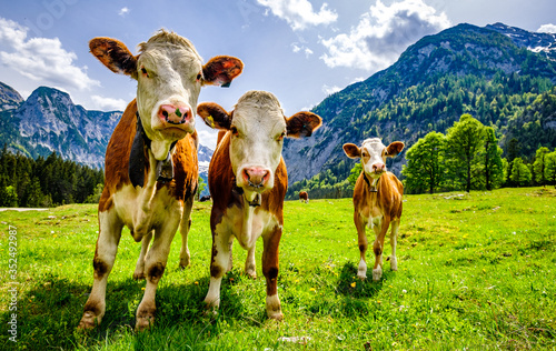 cows at the eng alm in austria