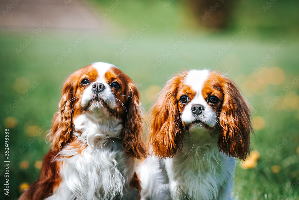 Beautiful dog in the grass background. Kavalier king charles spaniel	