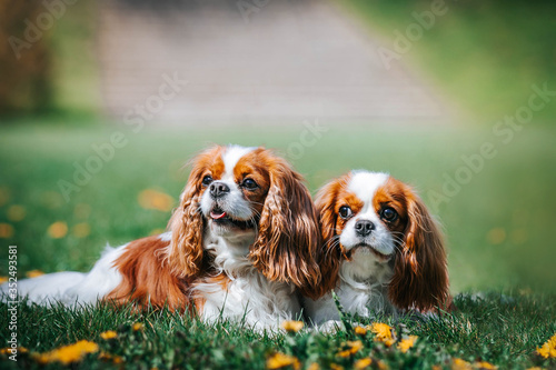 Beautiful dog in the grass background Fototapet