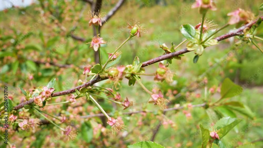 The Cherry Orchard. Spring cherry blossoms. The Cherry Orchard. Spring cherry blossoms.