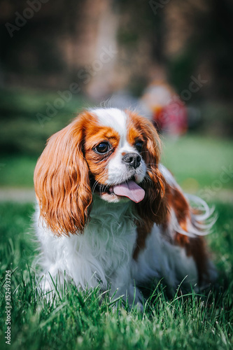 Beautiful dog in the grass background. Kavalier king charles spaniel