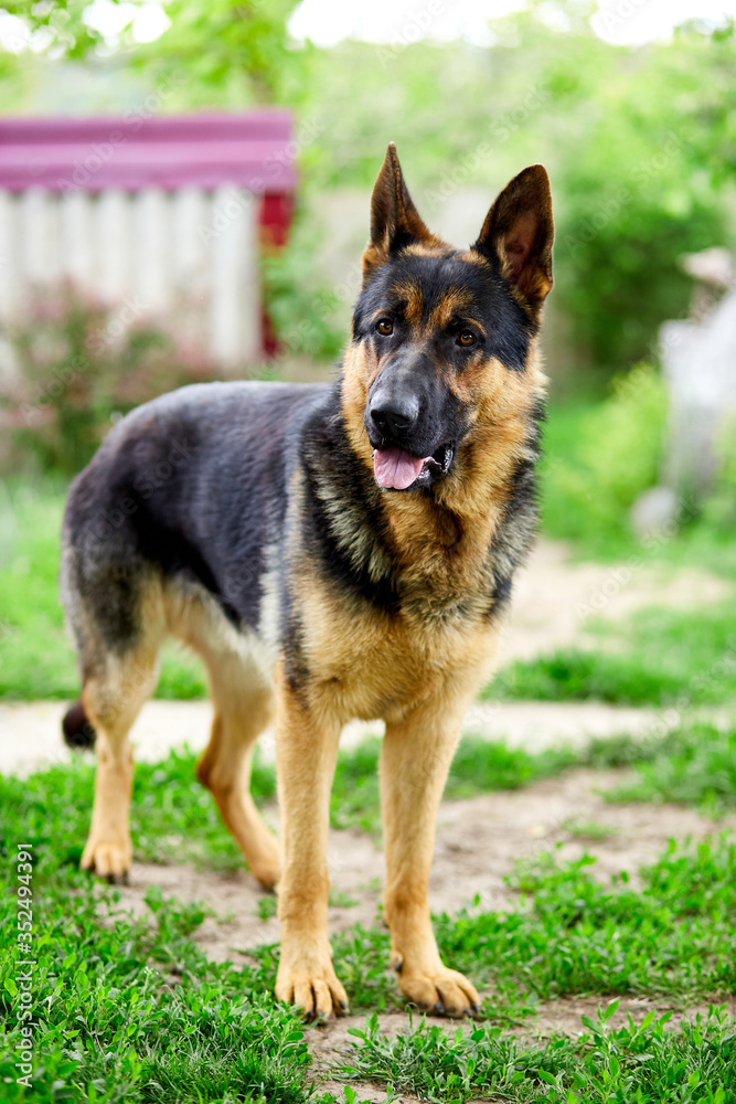 German shepherd standing on the grass in the park. Portrait of a purebred dog at home outdoor. Looking in the camera. German Shepherd on the grass, dog in the park, dogs portrait German shepherd standing on the grass in the park. Portrait of a purebred dog at home outdoor. Looking in the camera. German Shepherd on the grass, dog in the park, dogs portrait