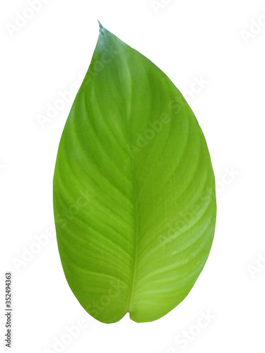 green leaf isolated on white