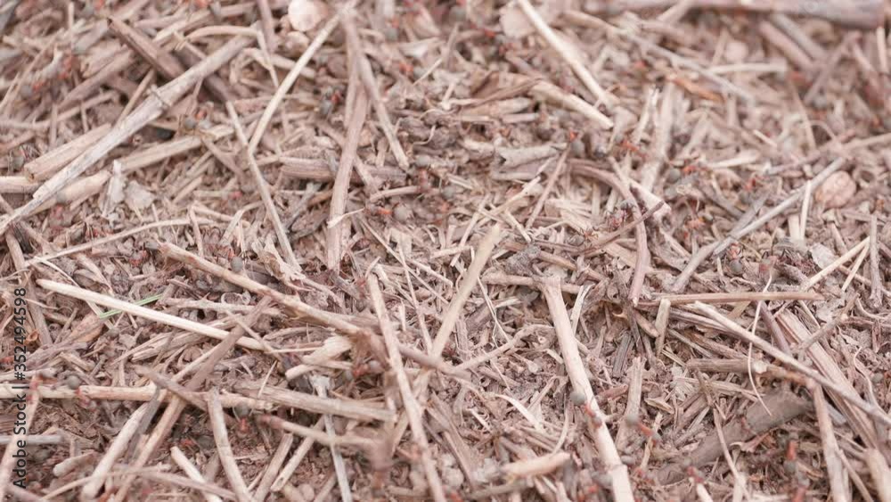 Big anthill in the woods. Big anthill with colony of ants in summer forest. Ants on the ant hill in the woods closeup, macro. They mooving sticks and building their house Big anthill in the woods. Big anthill with colony of ants in summer forest. Ants on the ant hill in the woods closeup, macro. They mooving sticks and building their house