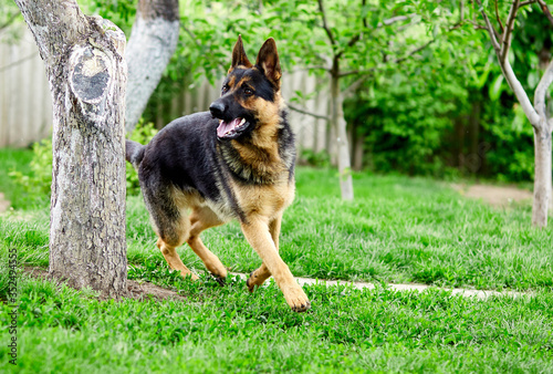German shepherd running on the grass in the park. Portrait of a purebred dog. Looking in the camera. German Shepherd on the grass  dog in the park  dogs portrait